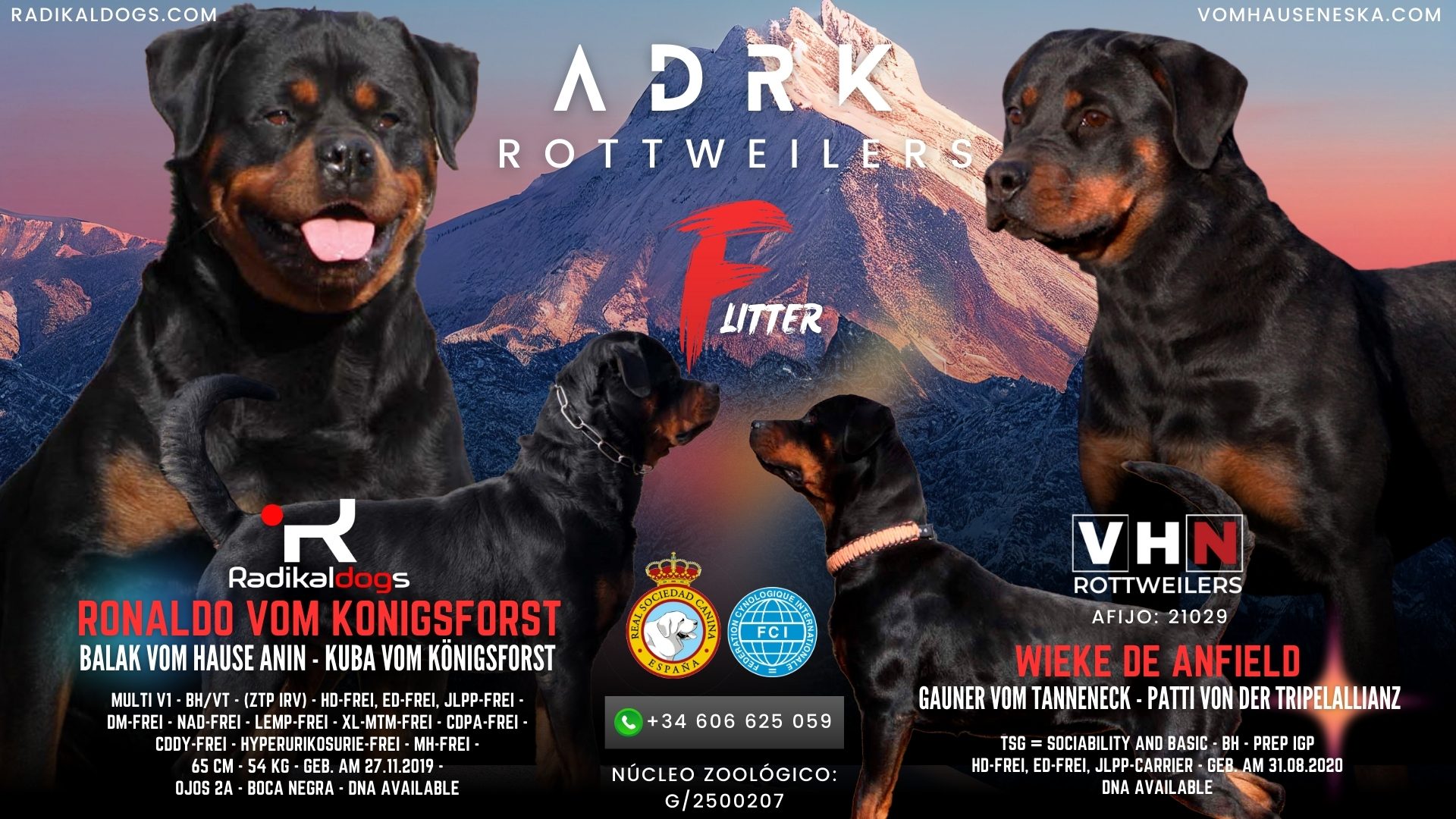 Conoce a la Camada F de Rottweilers: Excelencia en Show y Trabajo con Vom hause Neska