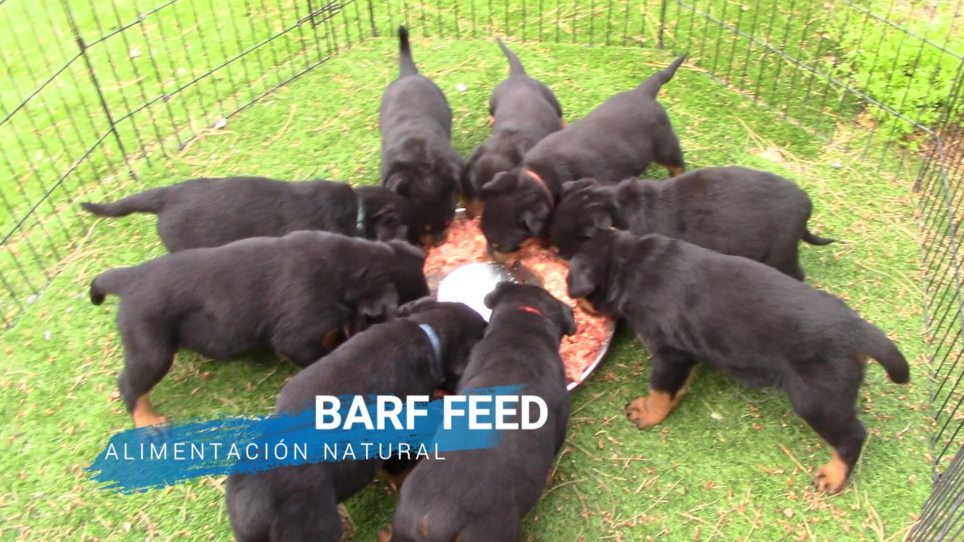 Cachorros de Rottweiler de la Camada F VHN disfrutando de comida natural BARF en el día 46