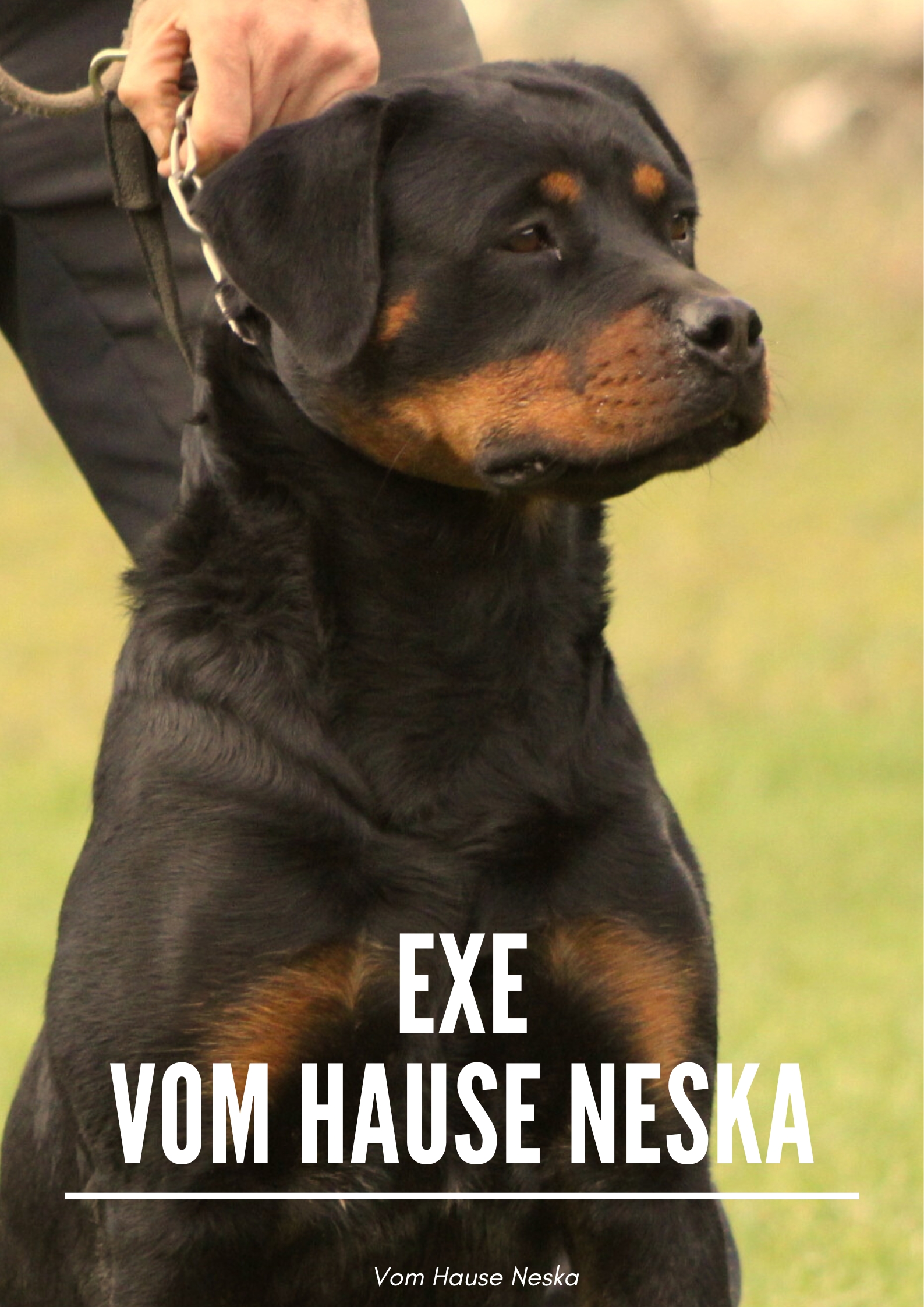 Foto de Portada de Exe vom hause Neska