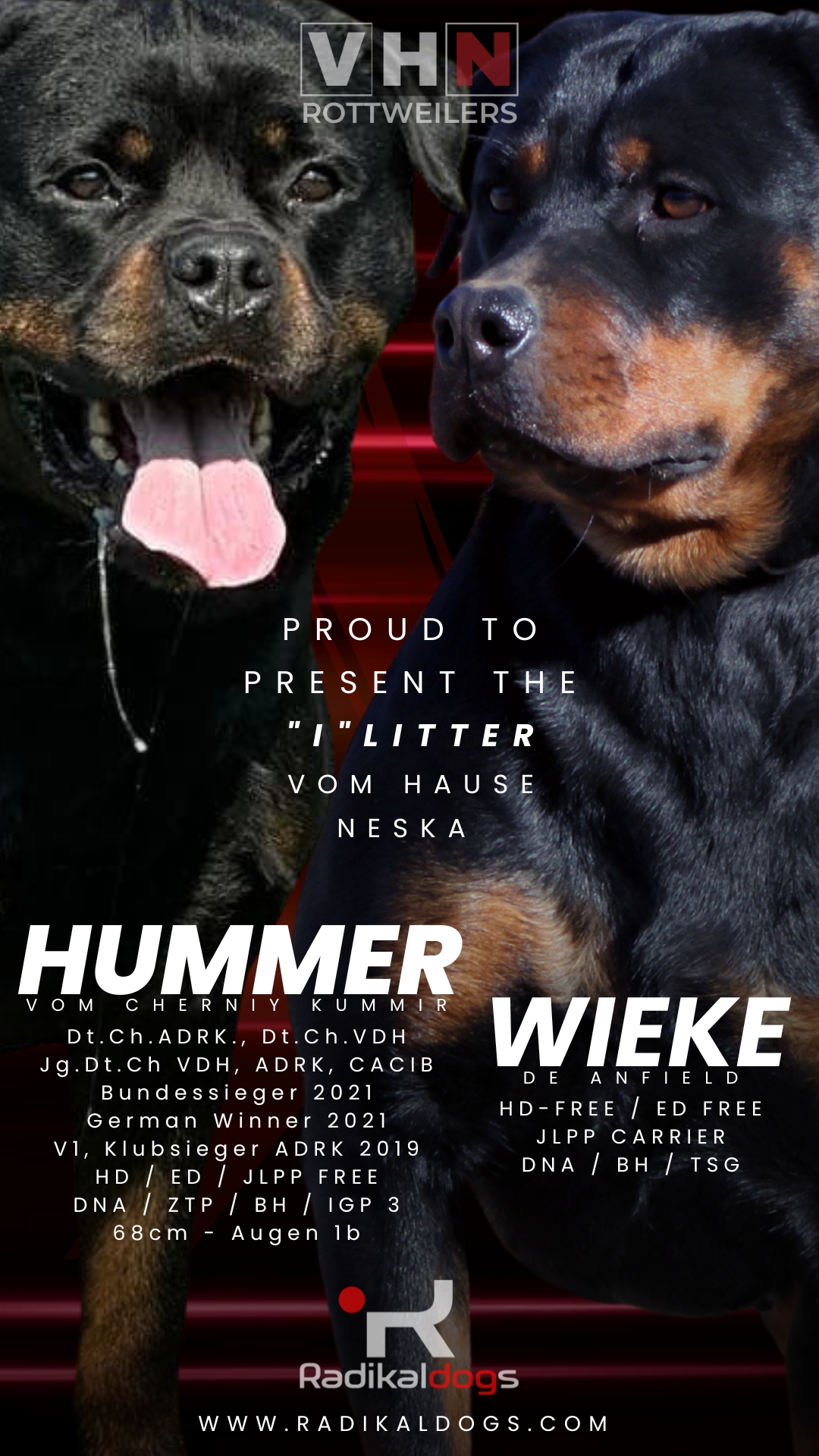 Cachorros Rottweiler de la Camada I vom Hause Neska, descendientes de campeones ADRK, con excelente estructura, carácter y salud verificada