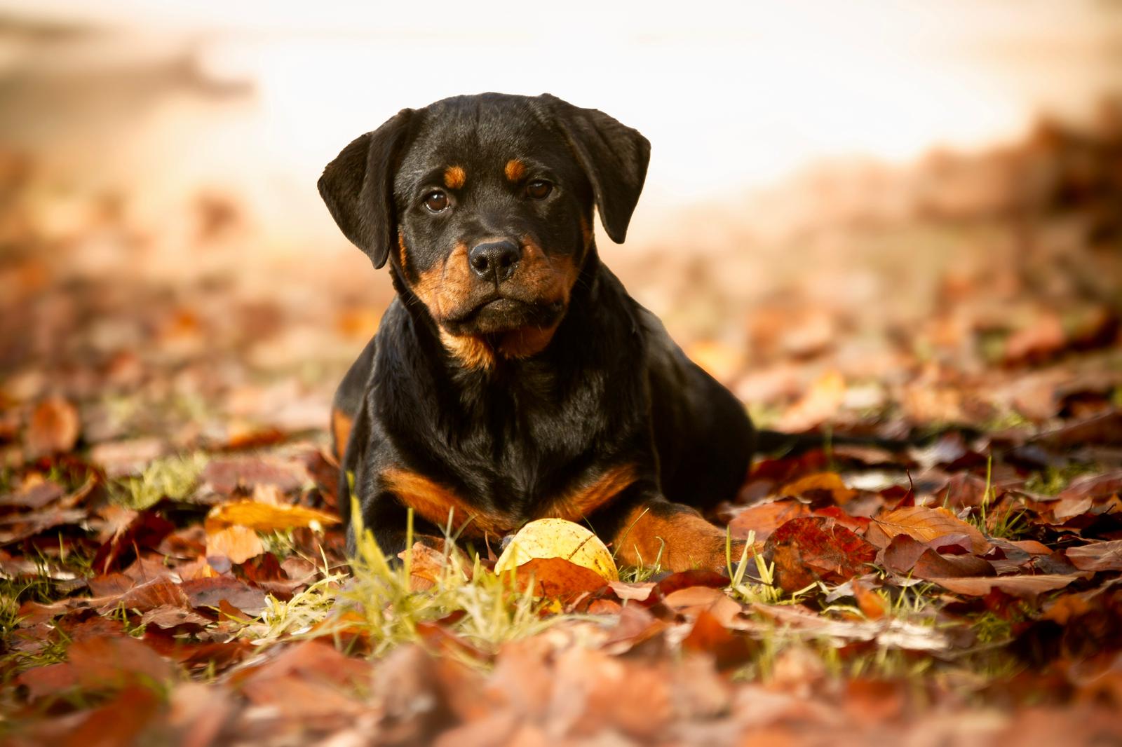INDY Vom Hause Neska: Primera elección de hembra Camada I