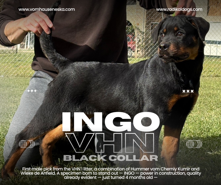 INGO fue la primera elección de macho de la Camada I vom Hause Neska, seleccionado desde los primeros días por su conjunto global: estructura, equilibrio, carácter y proyección futura.