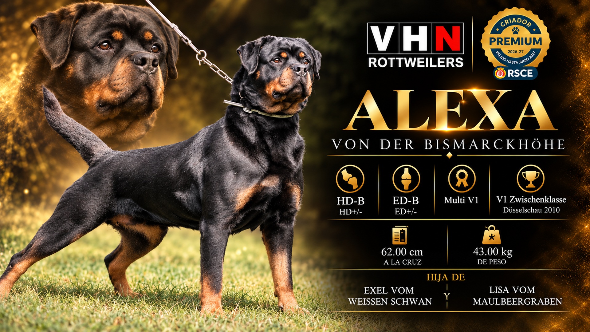 vhn-banner-alexa-bismarckhohe.jpg