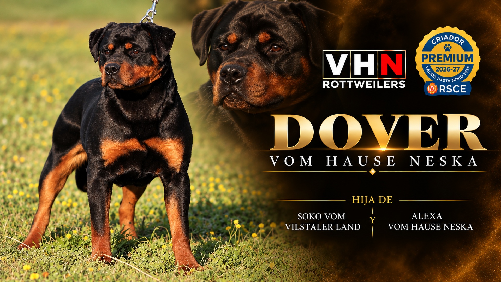 vhn-banner-dover.jpg