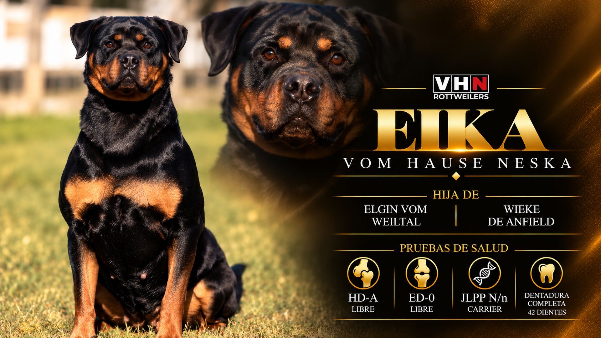 vhn-banner-eika.jpg